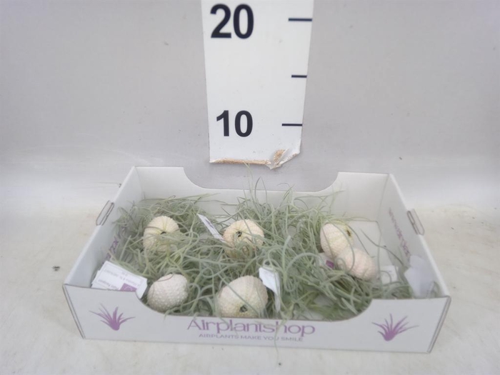 <h4>Arr.  Tillandsia L%</h4>