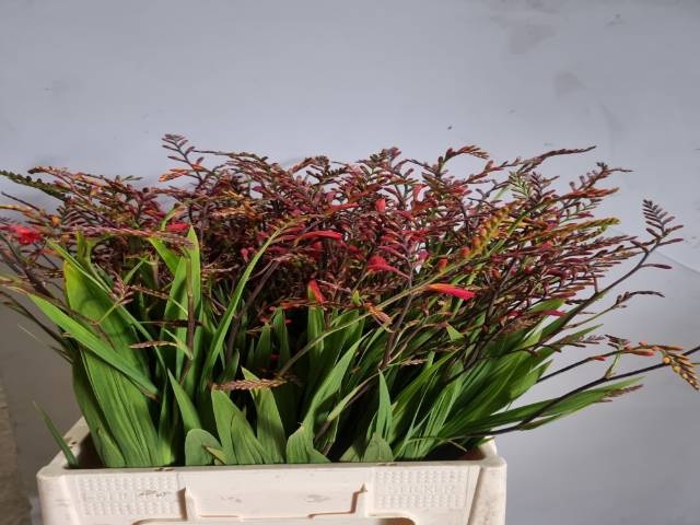 <h4>CROCOS EMBERGLOW</h4>