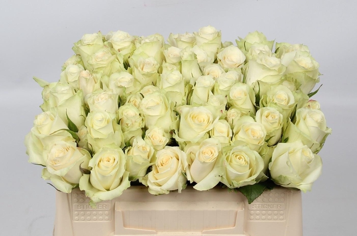 <h4>R GR ATHENA</h4>