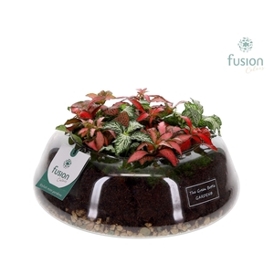 Green Bottle Christel Large met Fittonia Arrangement