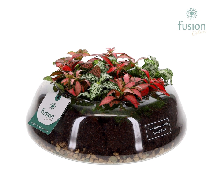 <h4>Green Bottle Christel Large met Fittonia Arrangement</h4>