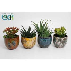 Succulenten mix in keramieke luuk pot