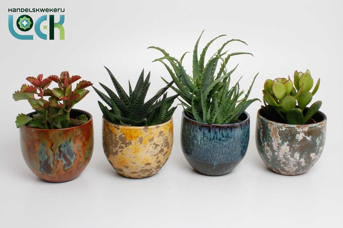 <h4>Succulenten mix in keramieke luuk pot</h4>
