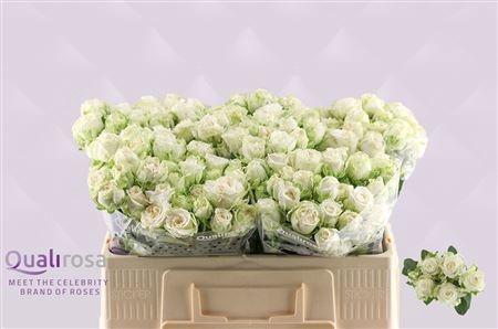 <h4>R TR MISS BOMBASTIC</h4>