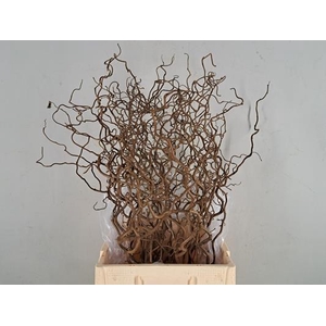 Corylus (2-jarig)