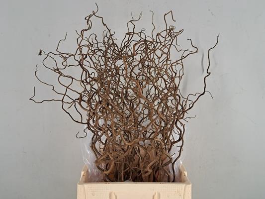 <h4>Corylus (2-jarig)</h4>