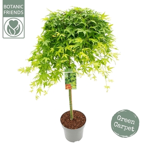 Acer palm. 'Ryusen' C14 laagstam
