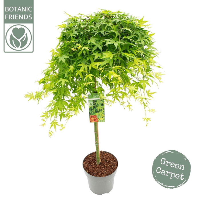 <h4>Acer palm. 'Ryusen' C14 laagstam</h4>