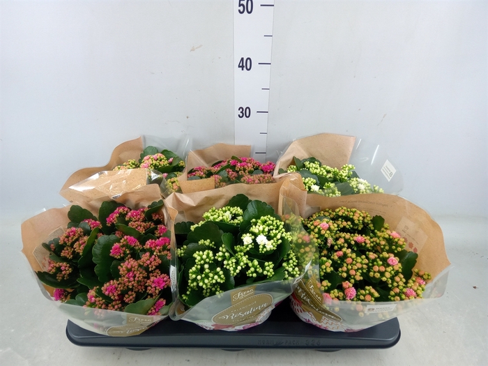 <h4>Kalanchoe blos. 'Rosalina'  ..mix 3</h4>