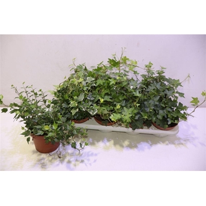 arr8 Hed He Gem 3 Srt