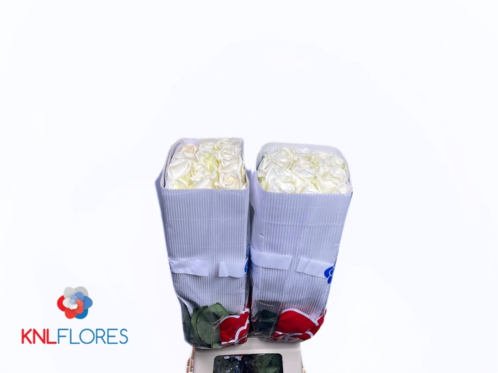 <h4>R GR PLAYA BLANCA</h4>