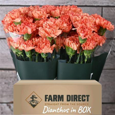 <h4>Di St Cowboy In Box</h4>
