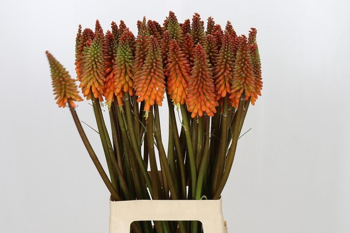 <h4>Kniphofia Alcazar</h4>