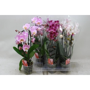 PHAL EL CASCADE
