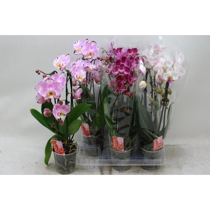 <h4>PHAL EL CASCADE</h4>