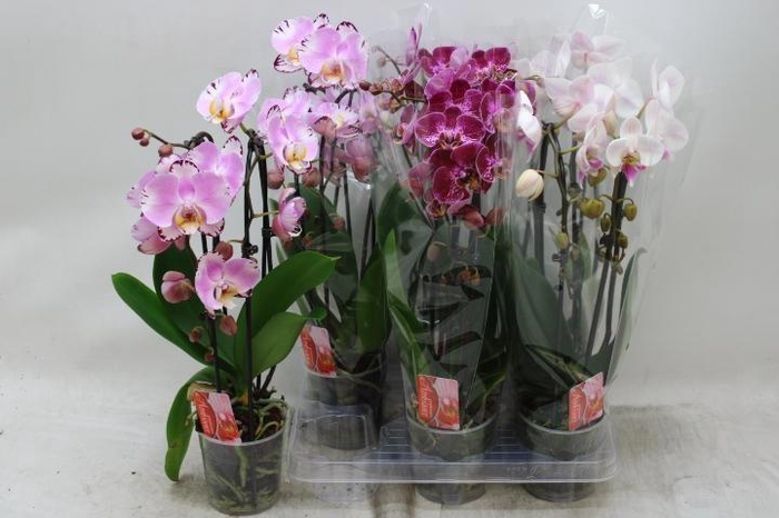 PHAL EL CASCADE