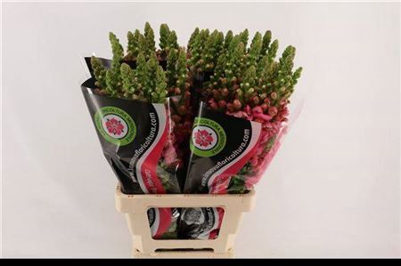 <h4>Antir Poto Cher Rose</h4>