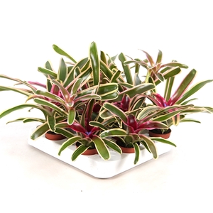 Neoregelia Fireball bont 5,5