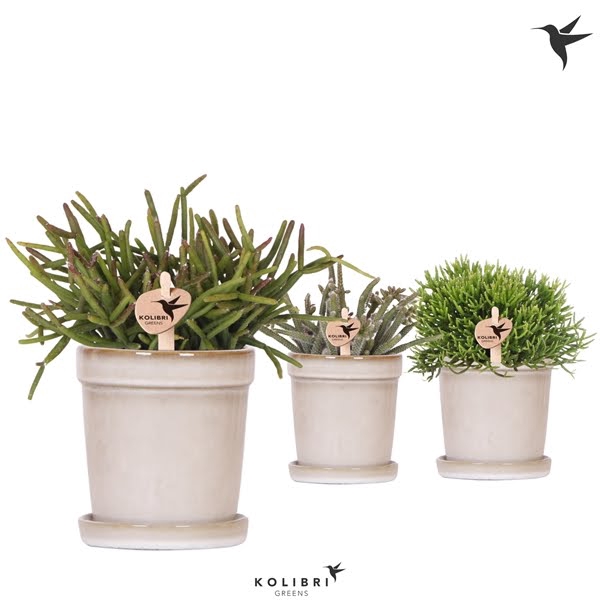 <h4>Kolibri Greens Rhipsalis mix in Flower pot sand</h4>