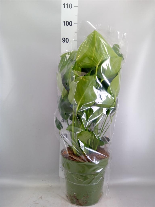 <h4>Monstera delic.</h4>