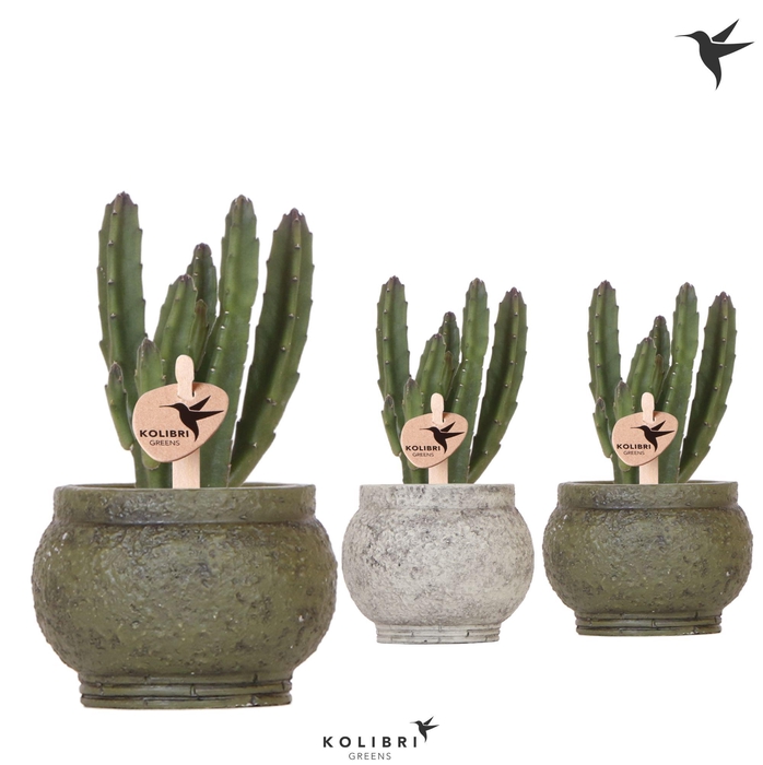 <h4>Kolibri Greens Stapelia Leendertziae in Ancient pot green mix</h4>