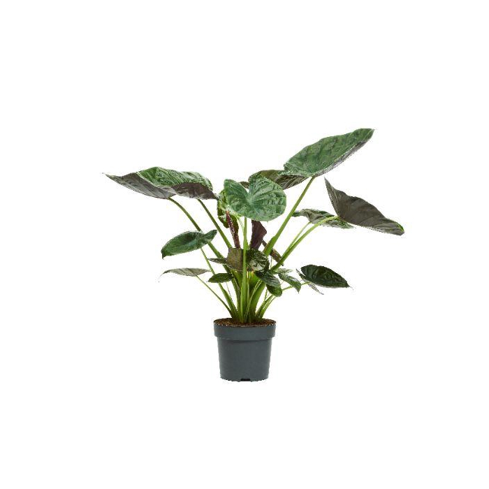 <h4>ALOC WENTII</h4>