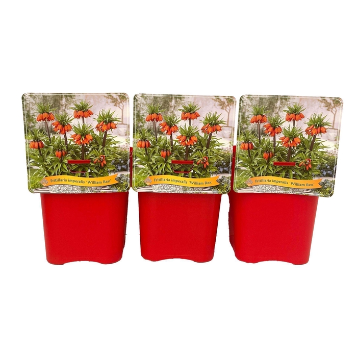 <h4>Fritillaria</h4>