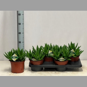 ALOE PERFOLIATA