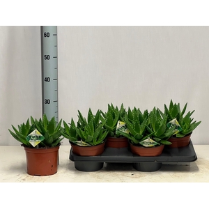 ALOE PERFOLIATA