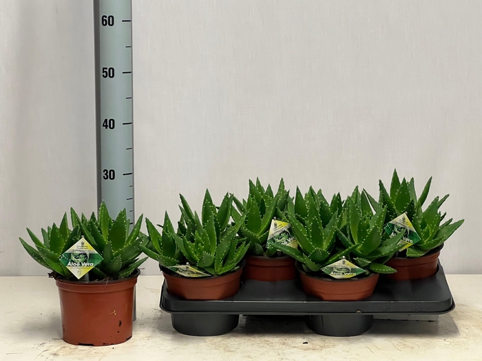 <h4>ALOE PERFOLIATA</h4>