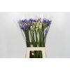 Agapanthus Mix