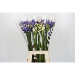 Agapanthus Mix