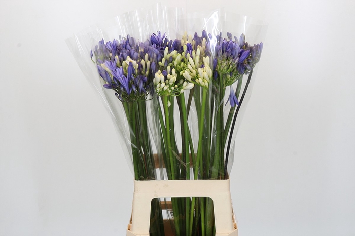 <h4>Agapanthus Mix</h4>