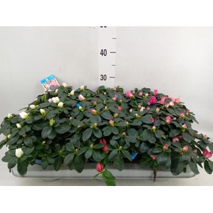 Rhododendron sim. 'Hellmut V' .mix6