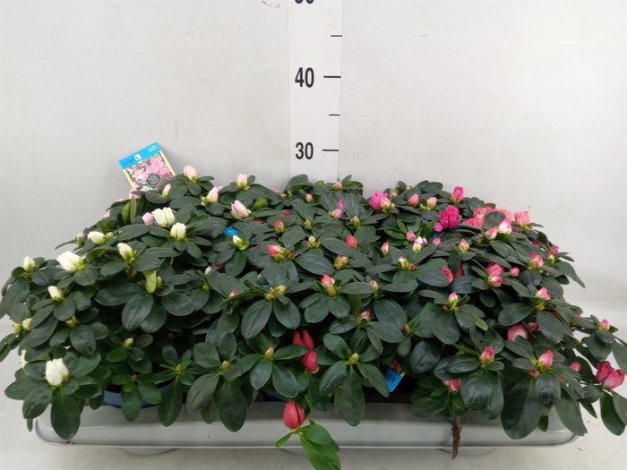 <h4>Rhododendron sim. 'Hellmut V' .mix6</h4>