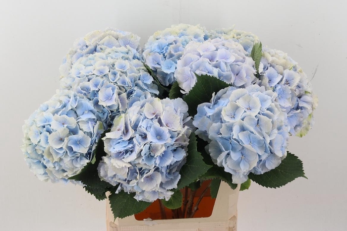 <h4>Hydr M Ch Verena Bl</h4>