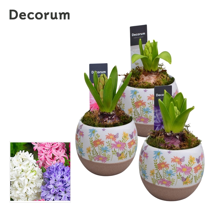 <h4>Hyacint Colori HL14433</h4>