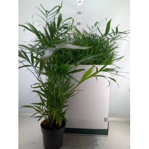 Chamaedorea cataractarum