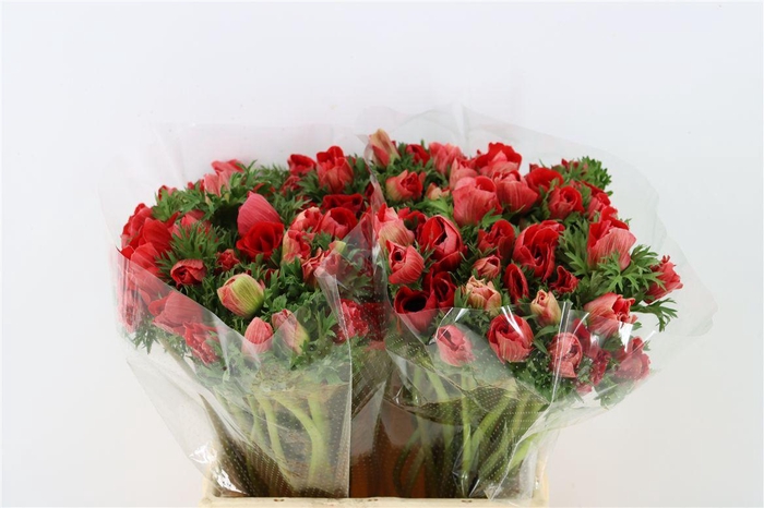 <h4>Anem Marianne Red</h4>