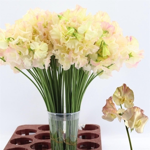 Lathyrus Misty Creme