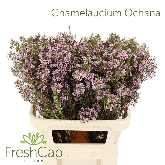 <h4>Chamelaucium Ochana</h4>