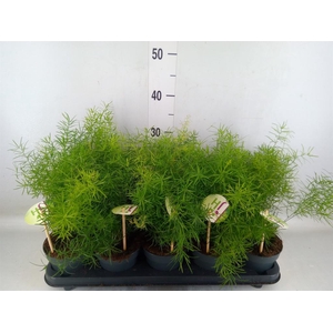 Asparagus dens. 'Sprengeri'