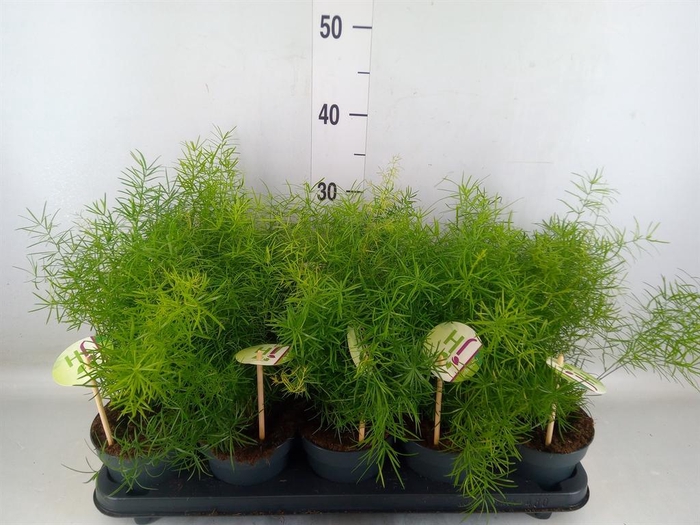 <h4>Asparagus dens. 'Sprengeri'</h4>