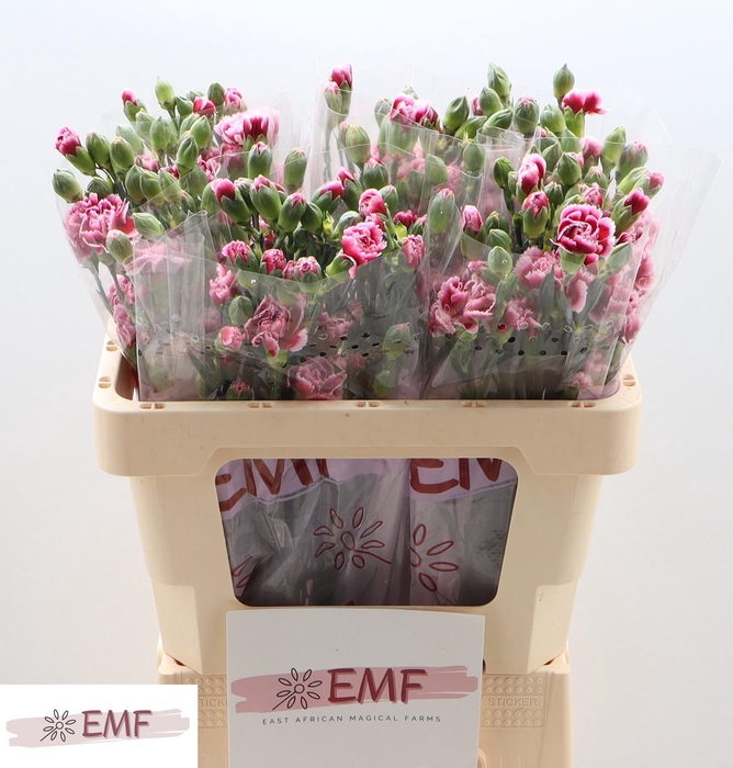 <h4>Di Tr Salsa</h4>