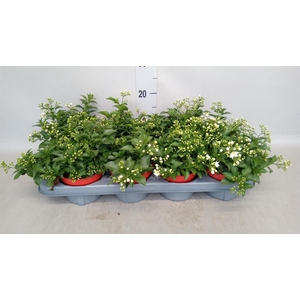 Solanum jasminoides