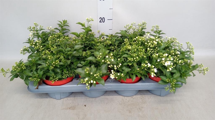 <h4>Solanum jasminoides</h4>