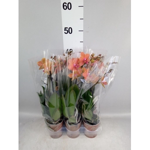 Phalaenopsis multi. 'Ant Bolzano'