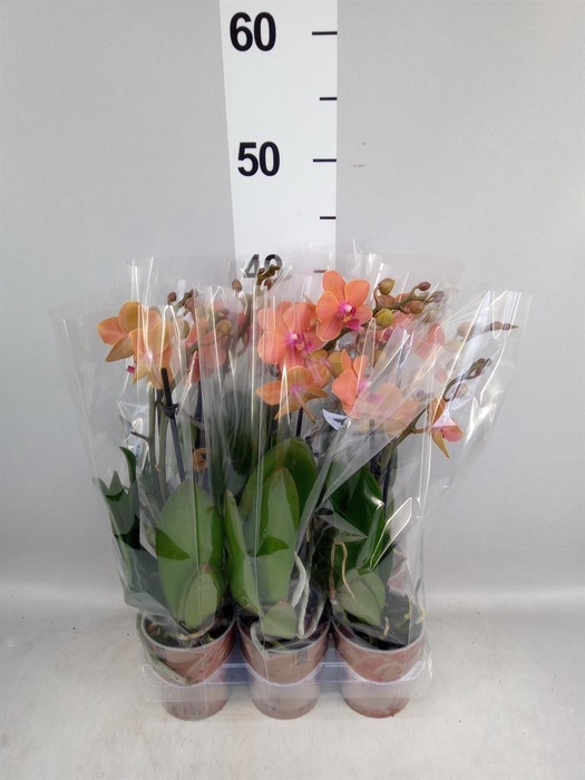 <h4>Phalaenopsis multi. 'Ant Bolzano'</h4>