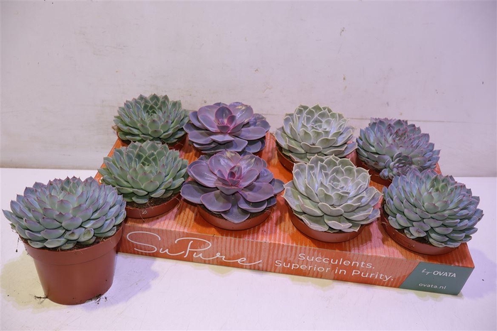 <h4>arr8 Echev Gem</h4>