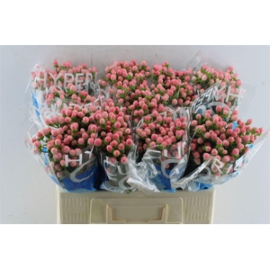 Hyp Coco Casino Pink